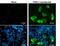 Proline/serine-rich coiled-coil protein 1 antibody, NBP2-43790, Novus Biologicals, Immunofluorescence image 