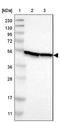 DEAD-Box Helicase 47 antibody, NBP1-85076, Novus Biologicals, Western Blot image 