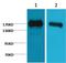 Cytochrome P450 Family 2 Subfamily B Member 6 antibody, orb229670, Biorbyt, Western Blot image 