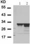 Ribosomal Protein S6 antibody, TA323451, Origene, Western Blot image 