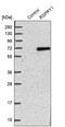 Ring Finger And SPRY Domain Containing 1 antibody, PA5-51993, Invitrogen Antibodies, Western Blot image 