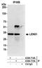 Leukocyte Receptor Cluster Member 1 antibody, A304-715A, Bethyl Labs, Immunoprecipitation image 
