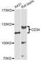 CD34 antibody, A0761, ABclonal Technology, Western Blot image 