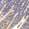 HDGF Like 2 antibody, A7484, ABclonal Technology, Immunohistochemistry paraffin image 