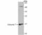 Galectin 7B antibody, NBP2-75500, Novus Biologicals, Western Blot image 