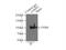 Lon protease homolog, mitochondrial antibody, 15440-1-AP, Proteintech Group, Immunoprecipitation image 