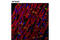 Catenin Beta 1 antibody, 2849S, Cell Signaling Technology, Flow Cytometry image 