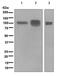 CD19 antibody, ab134114, Abcam, Western Blot image 