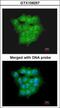 Ubiquitin-conjugating enzyme E2 D1 antibody, GTX109257, GeneTex, Immunofluorescence image 