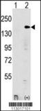 Euchromatic Histone Lysine Methyltransferase 1 antibody, TA302192, Origene, Western Blot image 