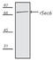 Exocyst Complex Component 3 antibody, ADI-VAM-SV021-F, Enzo Life Sciences, Western Blot image 