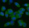 Eukaryotic translation initiation factor 5 antibody, M04623, Boster Biological Technology, Immunofluorescence image 