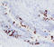 Secretoglobin Family 1A Member 1 antibody, MAB4218, R&D Systems, Western Blot image 