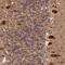 Protein fat-free homolog antibody, PA5-58869, Invitrogen Antibodies, Immunohistochemistry frozen image 