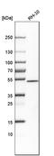 Sorting Nexin Family Member 30 antibody, HPA019346, Atlas Antibodies, Western Blot image 