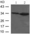 Lin-28 Homolog B antibody, TA323503, Origene, Western Blot image 