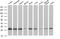 Phosphoglycerate Mutase 2 antibody, MA5-25672, Invitrogen Antibodies, Western Blot image 
