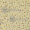 COP9 Signalosome Subunit 5 antibody, A1766, ABclonal Technology, Immunohistochemistry paraffin image 