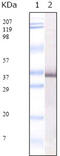Seryl-TRNA Synthetase antibody, M00501, Boster Biological Technology, Western Blot image 