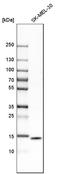 ISG15 Ubiquitin Like Modifier antibody, HPA004627, Atlas Antibodies, Western Blot image 