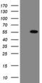 Estrogen Related Receptor Gamma antibody, NBP2-45698, Novus Biologicals, Western Blot image 