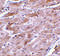 Short transient receptor potential channel 3 antibody, 3895, ProSci, Immunohistochemistry paraffin image 
