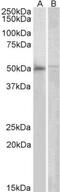 Docking protein 3 antibody, NB100-838, Novus Biologicals, Western Blot image 