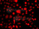 PR/SET Domain 14 antibody, A5543, ABclonal Technology, Immunofluorescence image 