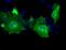 Protein Tyrosine Phosphatase Receptor Type E antibody, MA5-25066, Invitrogen Antibodies, Immunocytochemistry image 
