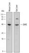 Atypical Chemokine Receptor 1 (Duffy Blood Group) antibody, AF6695, R&D Systems, Western Blot image 