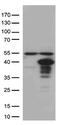 Hes Family BHLH Transcription Factor 1 antibody, TA504046, Origene, Western Blot image 