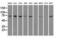 Hspa1 antibody, GTX84340, GeneTex, Western Blot image 