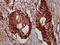 Plectin antibody, LS-C673576, Lifespan Biosciences, Immunohistochemistry paraffin image 