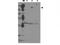 Tumor Protein P53 Binding Protein 2 antibody, TA319332, Origene, Western Blot image 