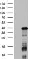 Dedicator of cytokinesis protein 2 antibody, NBP2-46468, Novus Biologicals, Western Blot image 