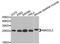 Mitotic spindle assembly checkpoint protein MAD2B antibody, orb374276, Biorbyt, Western Blot image 