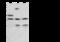 Leucine-rich alpha-2-glycoprotein antibody, 13371-T52, Sino Biological, Western Blot image 