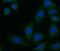 Fibulin 5 antibody, FNab03126, FineTest, Immunofluorescence image 