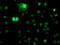 N-Acyl Phosphatidylethanolamine Phospholipase D antibody, M07504, Boster Biological Technology, Immunofluorescence image 