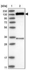 Family With Sequence Similarity 120B antibody, PA5-57984, Invitrogen Antibodies, Western Blot image 