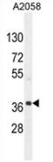 NFKB Activating Protein Like antibody, AP52885PU-N, Origene, Western Blot image 