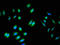 Bridging Integrator 3 antibody, orb400408, Biorbyt, Immunofluorescence image 