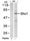 SHC-transforming protein 1 antibody, orb14689, Biorbyt, Western Blot image 