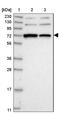 Zinc Finger CCHC-Type Containing 8 antibody, HPA037484, Atlas Antibodies, Western Blot image 
