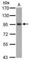SH2 domain-containing protein 3C antibody, GTX112162, GeneTex, Western Blot image 