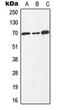 E2F-1 antibody, orb213865, Biorbyt, Western Blot image 