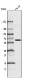 FUT4 antibody, NBP2-76491, Novus Biologicals, Western Blot image 