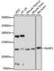 NLR Family Pyrin Domain Containing 3 antibody, A5652, ABclonal Technology, Western Blot image 