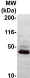 Ephrin B3 antibody, TA354547, Origene, Western Blot image 