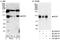 Ecotropic viral integration site 5 protein antibody, A300-875A, Bethyl Labs, Immunoprecipitation image 